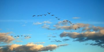 Bird Migration