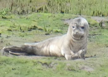Young seal pup