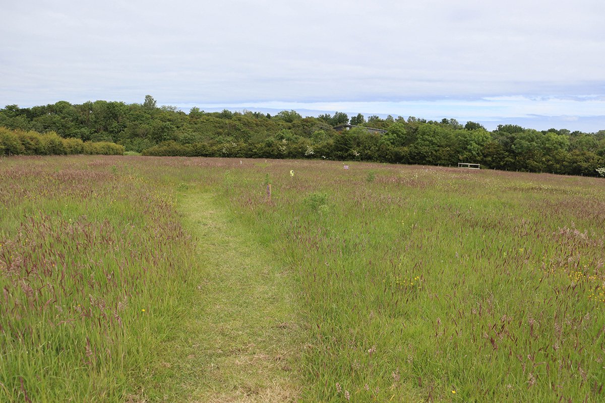 Northumberland Wildlife Trust: a special meadow, cycling Shakespearean actors, and celebrating nature in Newcastle