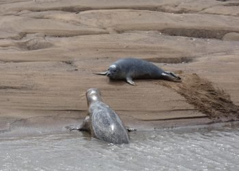seals