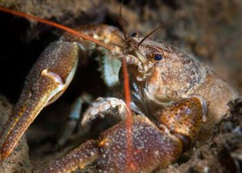 White Clawed Crayfish